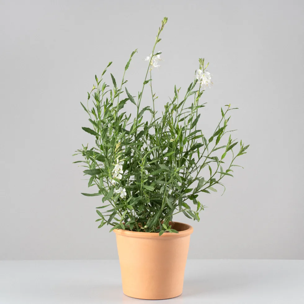 Gaura (Oenothera lindheimeri)