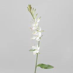 Gaura (Oenothera lindheimeri)