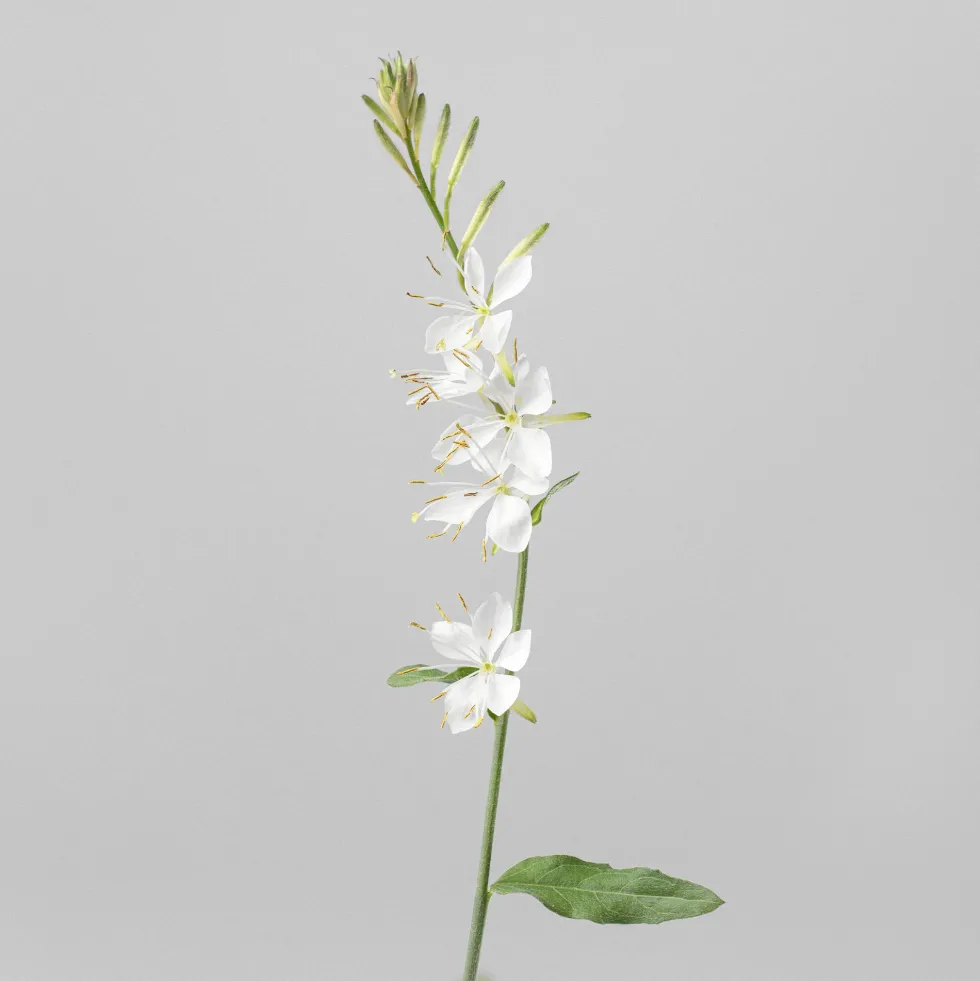 Gaura (Oenothera lindheimeri)