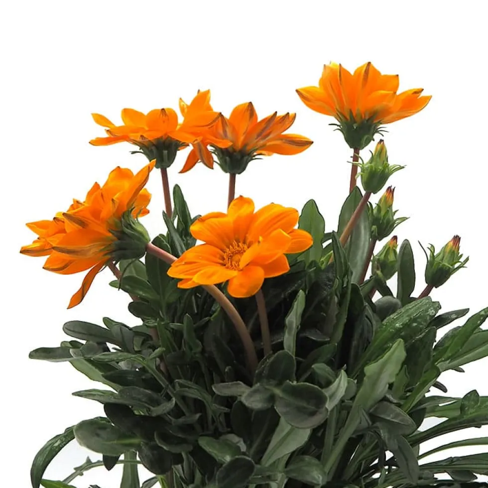 Gazania rigens