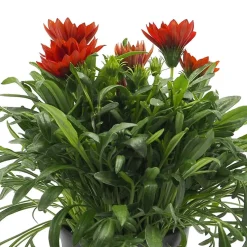Gazania rigens
