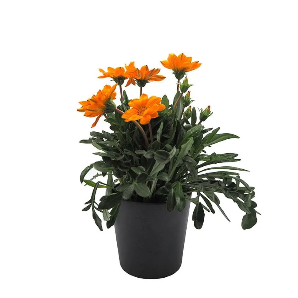 Gazania rigens