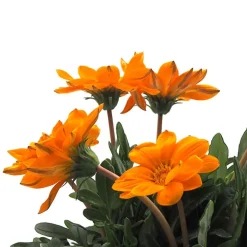 Gazania rigens