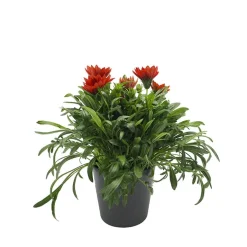 Gazania rigens
