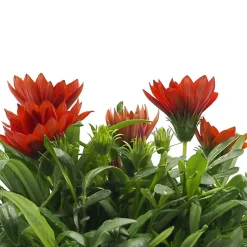 Gazania rigens