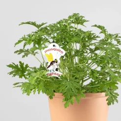 Geranio aromático (Pelargonium graveolens)