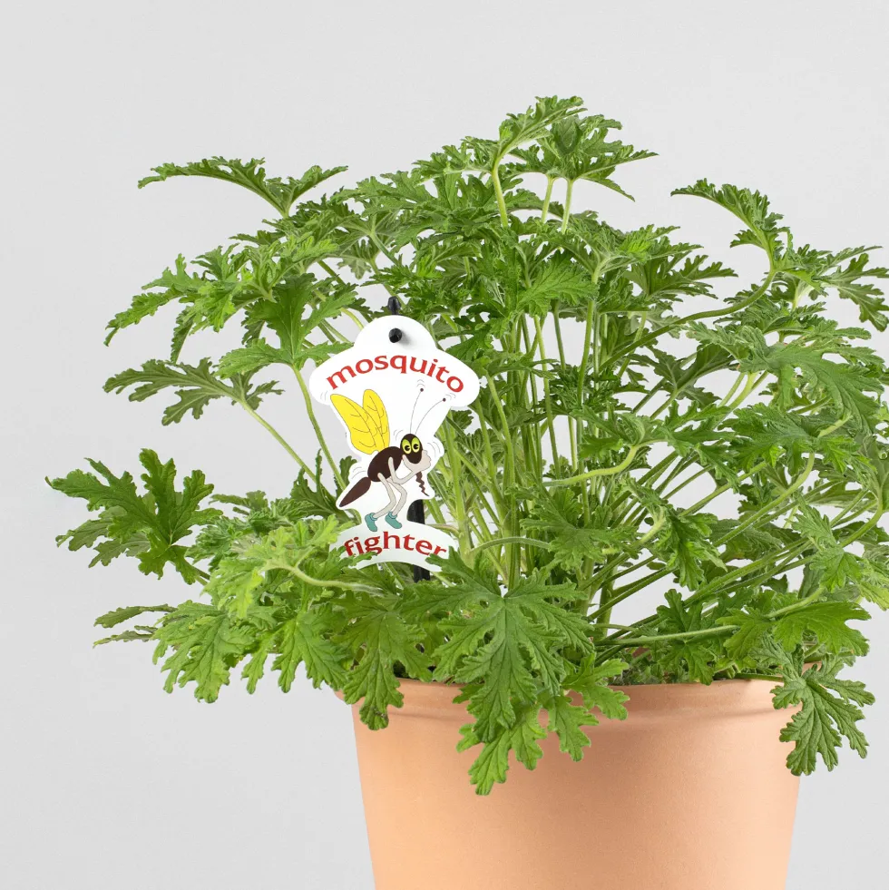 Geranio aromático (Pelargonium graveolens)