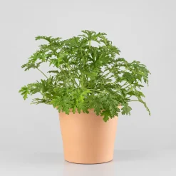 Geranio aromático (Pelargonium graveolens)