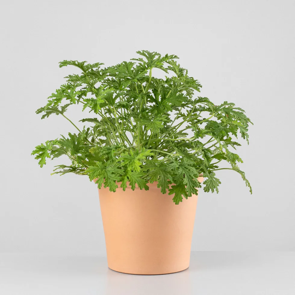 Geranio aromático (Pelargonium graveolens)