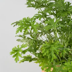Geranio aromático (Pelargonium graveolens)