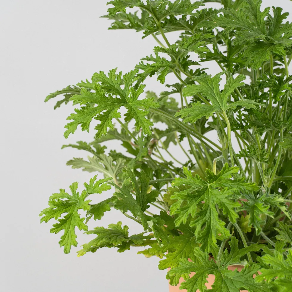 Geranio aromático (Pelargonium graveolens)