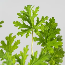 Geranio aromático (Pelargonium graveolens)