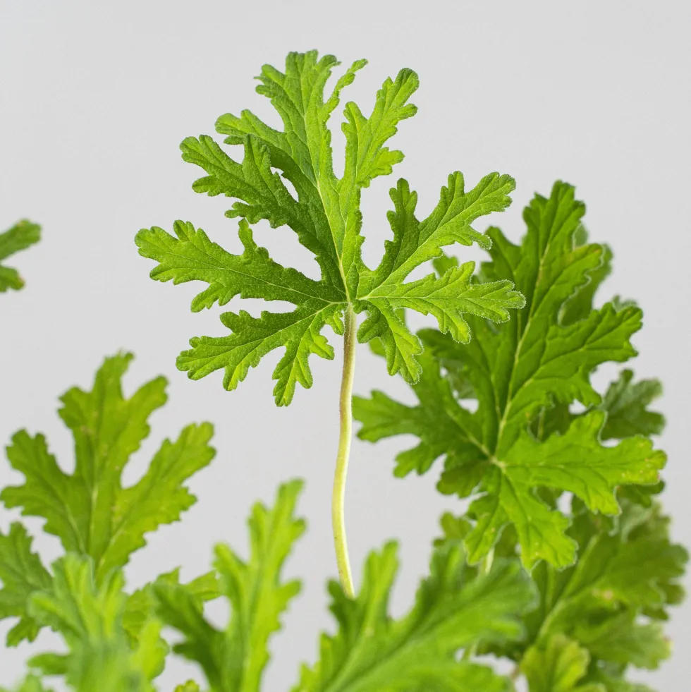 Geranio aromático (Pelargonium graveolens)