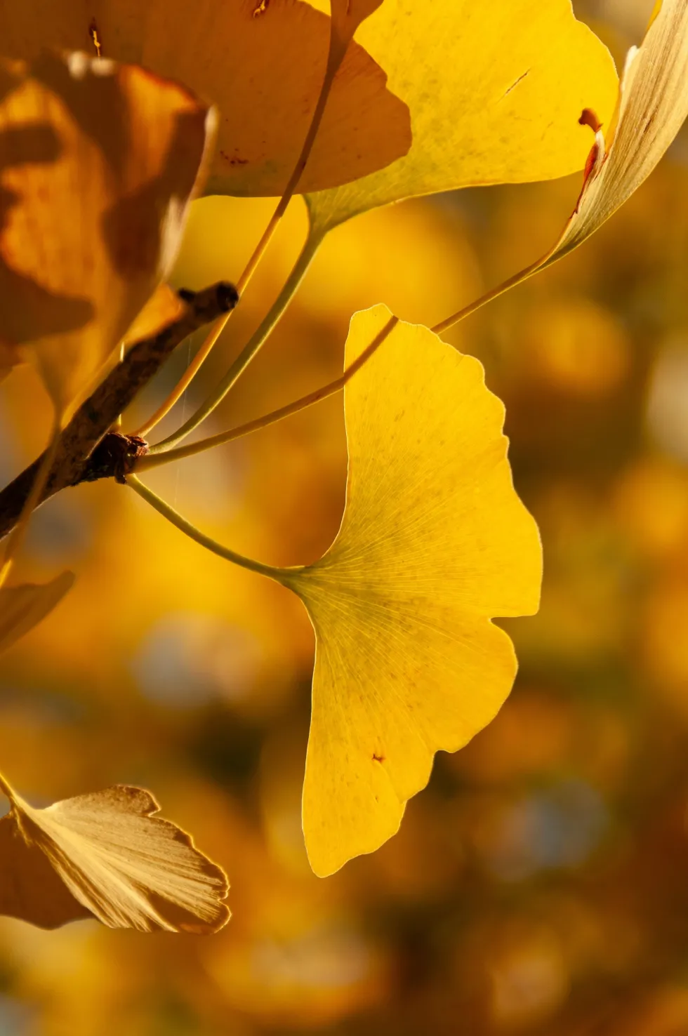 Ginkgo biloba