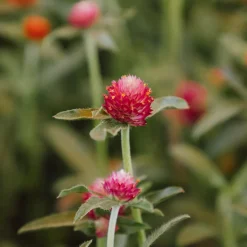 Gomphrena globosa