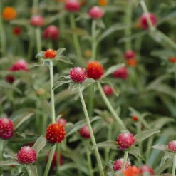 Gomphrena globosa