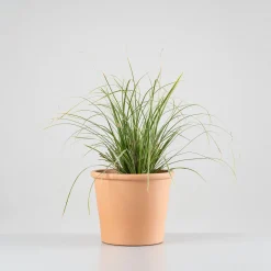 Gramínea Carex oshimensis 'Everest'