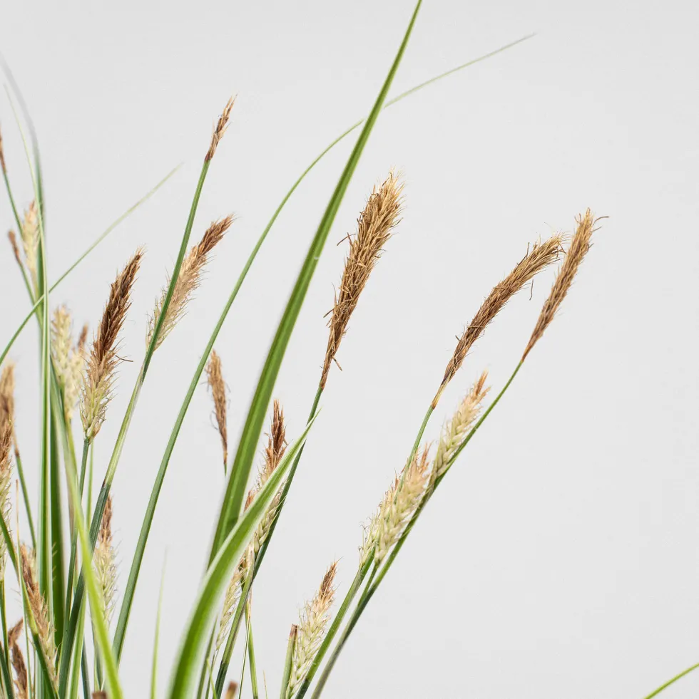 Gramínea Carex oshimensis 'Everest'