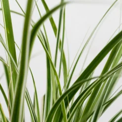 Gramínea Carex oshimensis 'Everest'