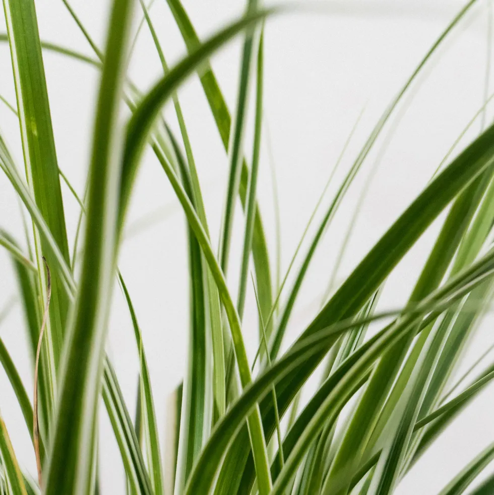 Gramínea Carex oshimensis 'Everest'