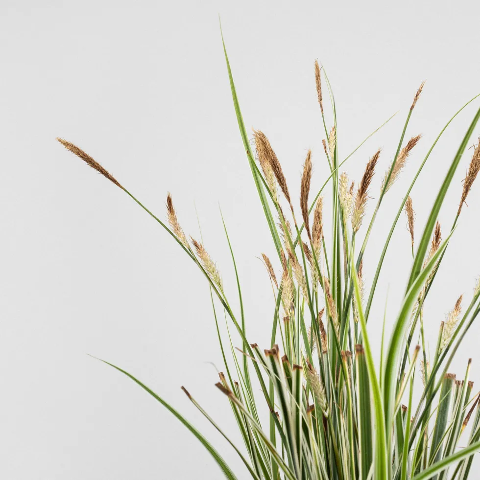 Gramínea Carex oshimensis 'Everest'