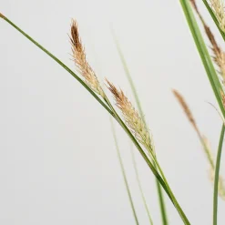 Gramínea Carex oshimensis 'Everest'