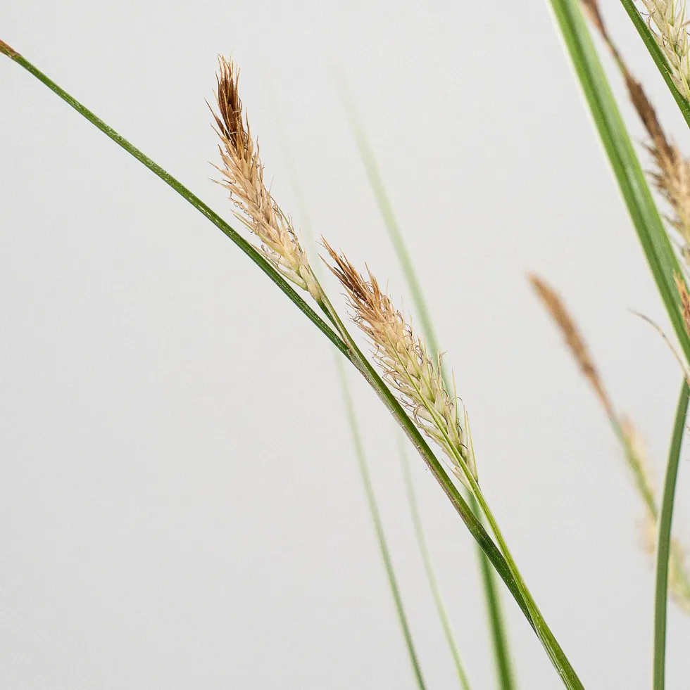 Gramínea Carex oshimensis 'Everest'