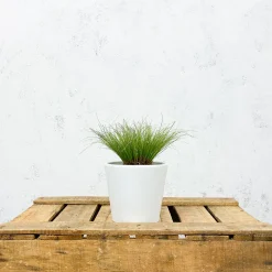 Gramínea Carex oshimensis 'Evergold'