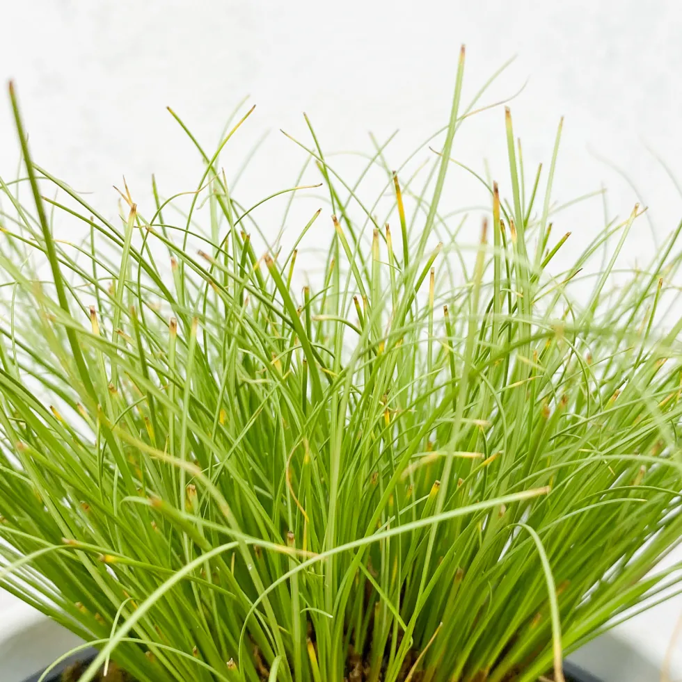 Gramínea Carex oshimensis 'Evergold'