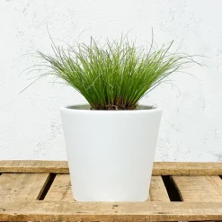 Gramínea Carex oshimensis 'Evergold'