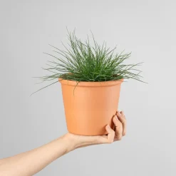 Gramínea Festuca glauca