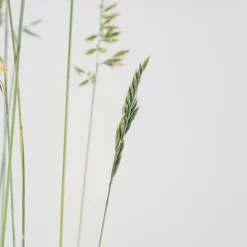 Gramínea Festuca glauca