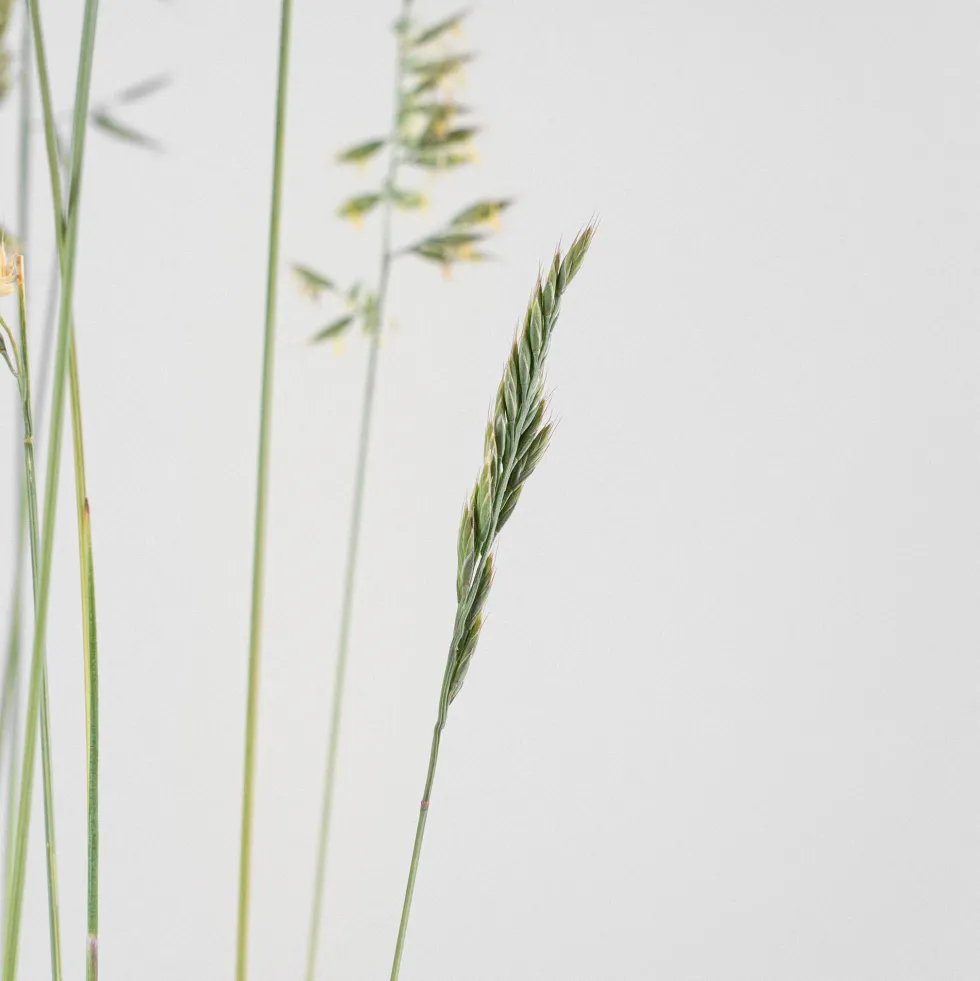 Gramínea Festuca glauca