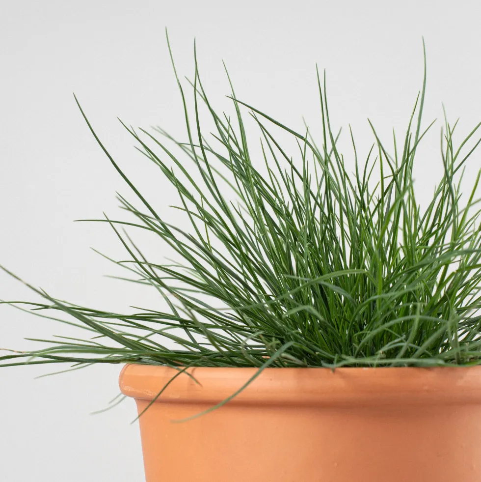 Gramínea Festuca glauca