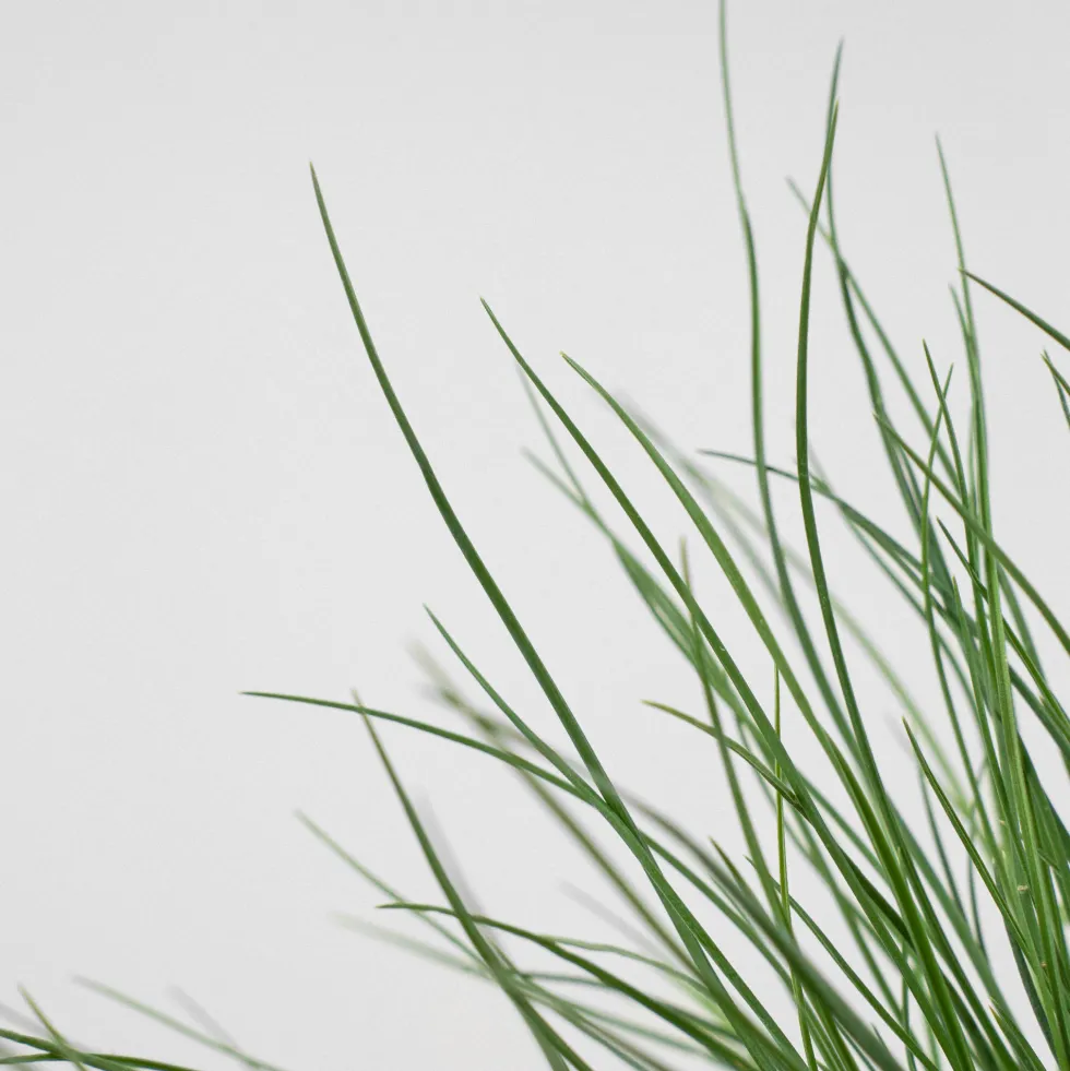 Gramínea Festuca glauca