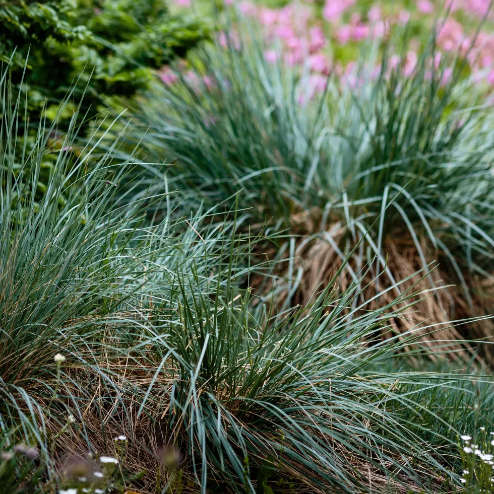 Gramínea Festuca glauca