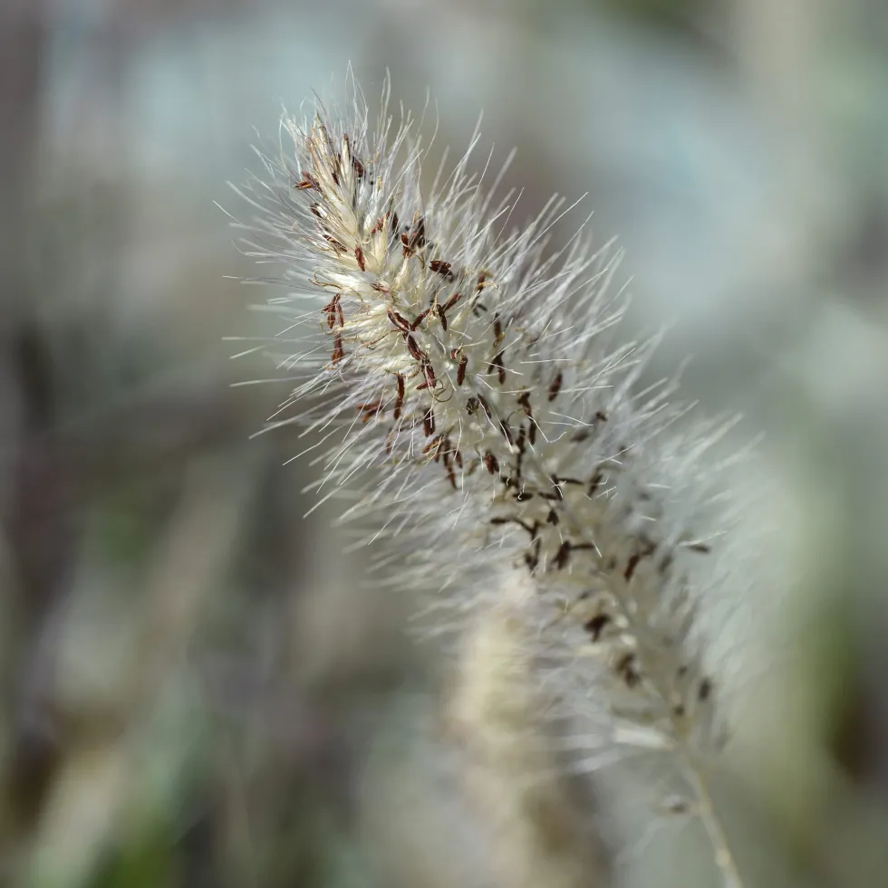 Gramínea Pennisetum alopecuroides 'Hameln'