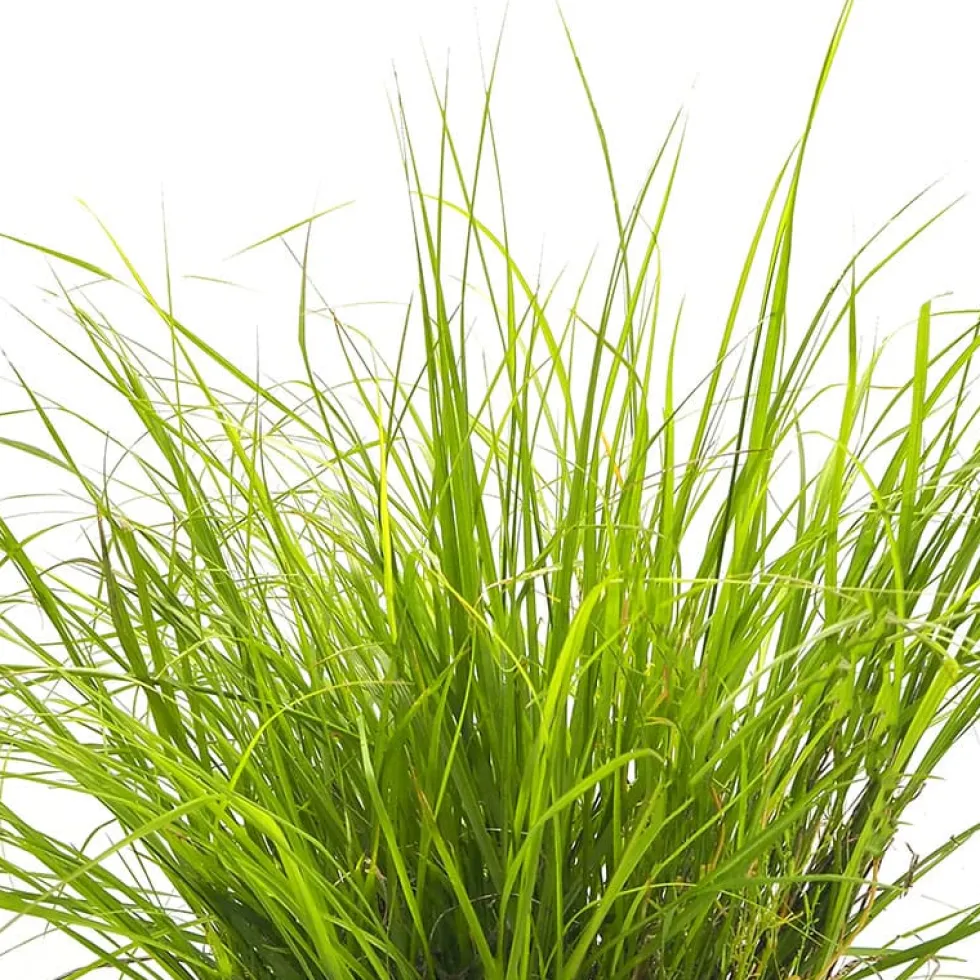 Gramínea Pennisetum alopecuroides 'Hameln'