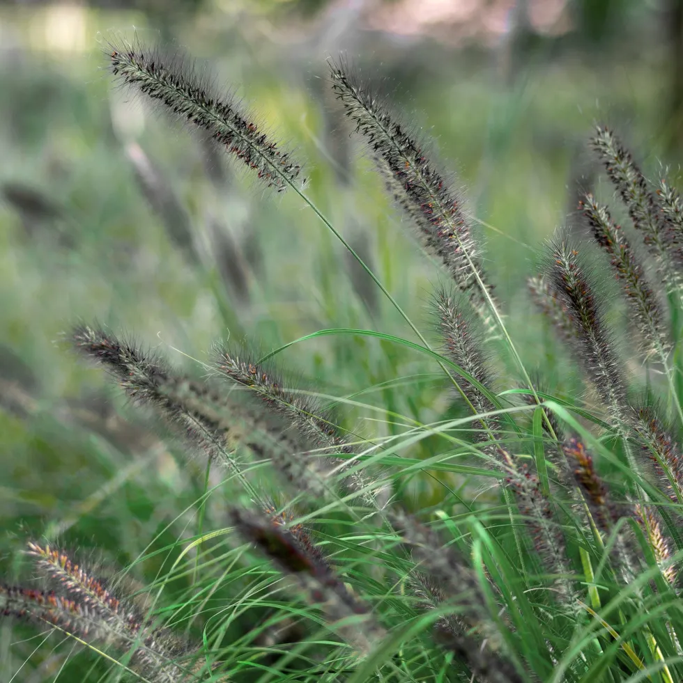 Gramínea Pennisetum alopecuroides 'Hameln'