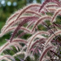 Gramínea Pennisetum 'Summer Samba'