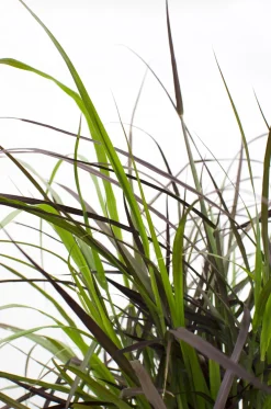 Gramínea Pennisetum 'Summer Samba'