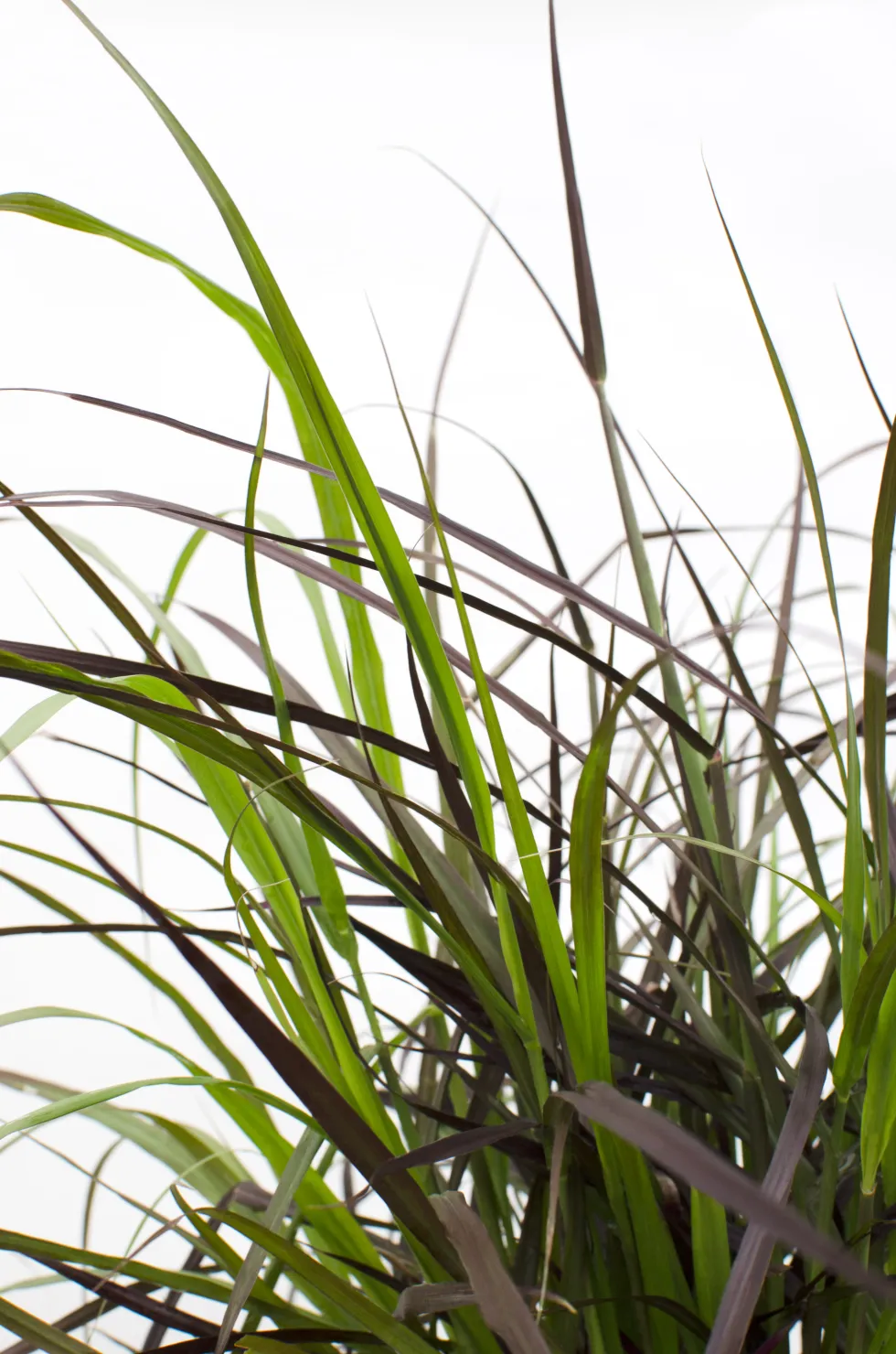 Gramínea Pennisetum 'Summer Samba'