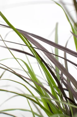 Gramínea Pennisetum 'Summer Samba'