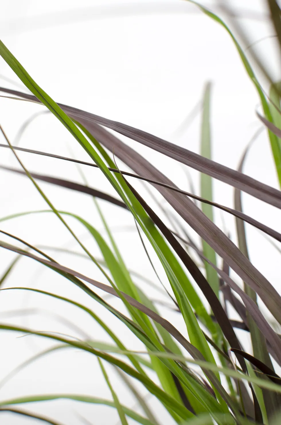 Gramínea Pennisetum 'Summer Samba'