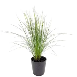 Gramínea Stipa tenuissima 'Pony Tails'