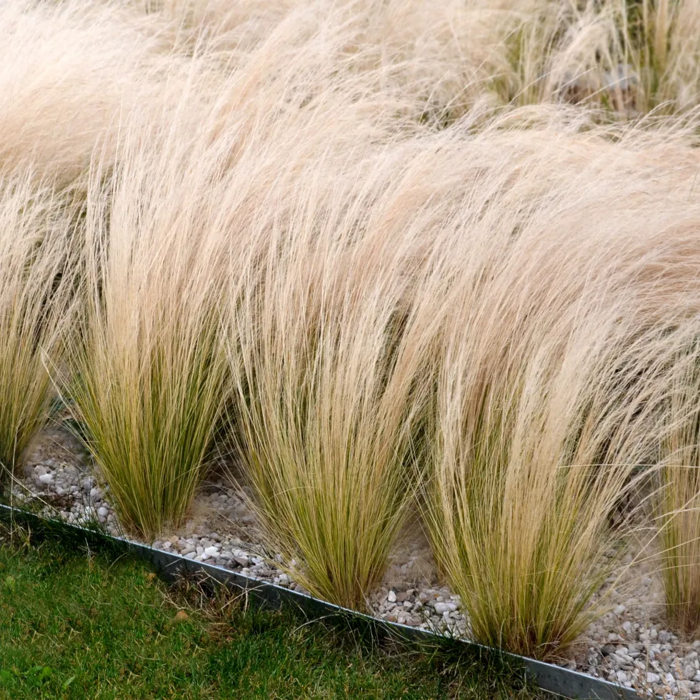 Gramínea Stipa tenuissima 'Pony Tails'