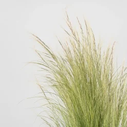 Gramínea Stipa tenuissima 'Pony Tails'