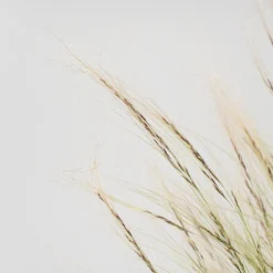 Gramínea Stipa tenuissima 'Pony Tails'
