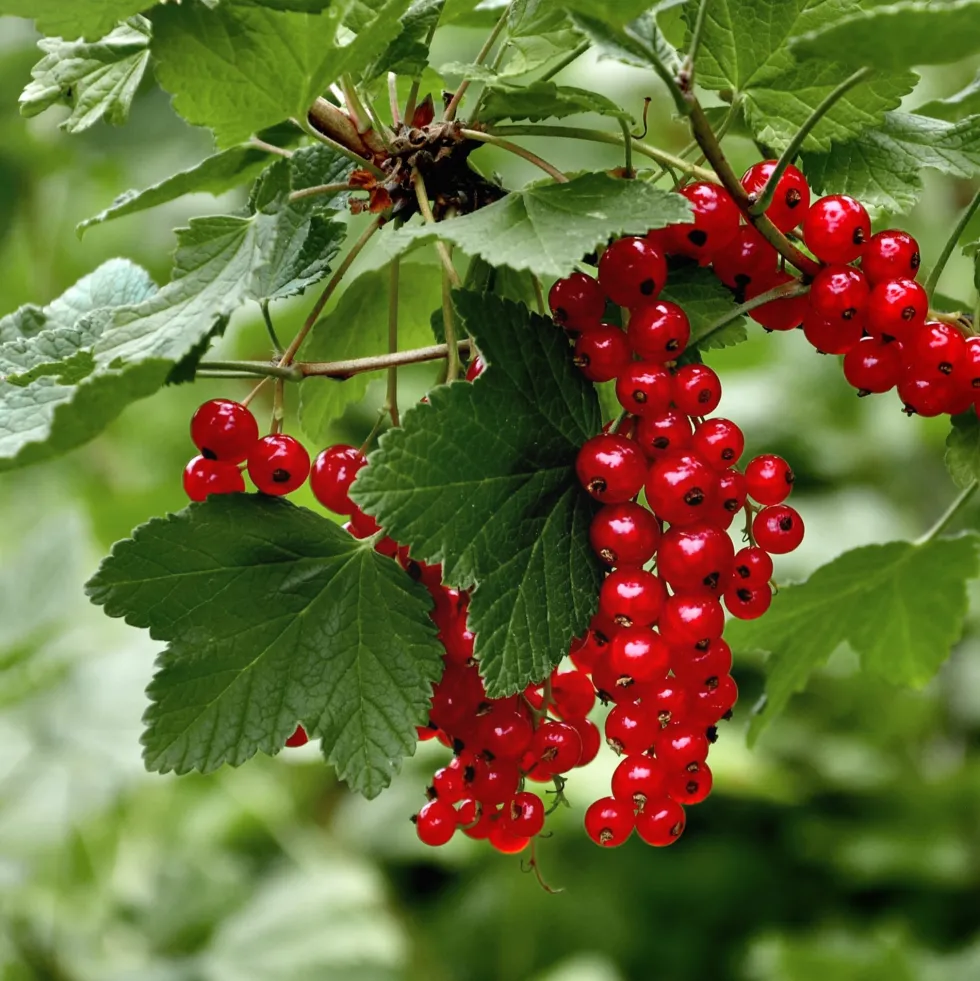 Grosellero rojo (Ribes rubrum)