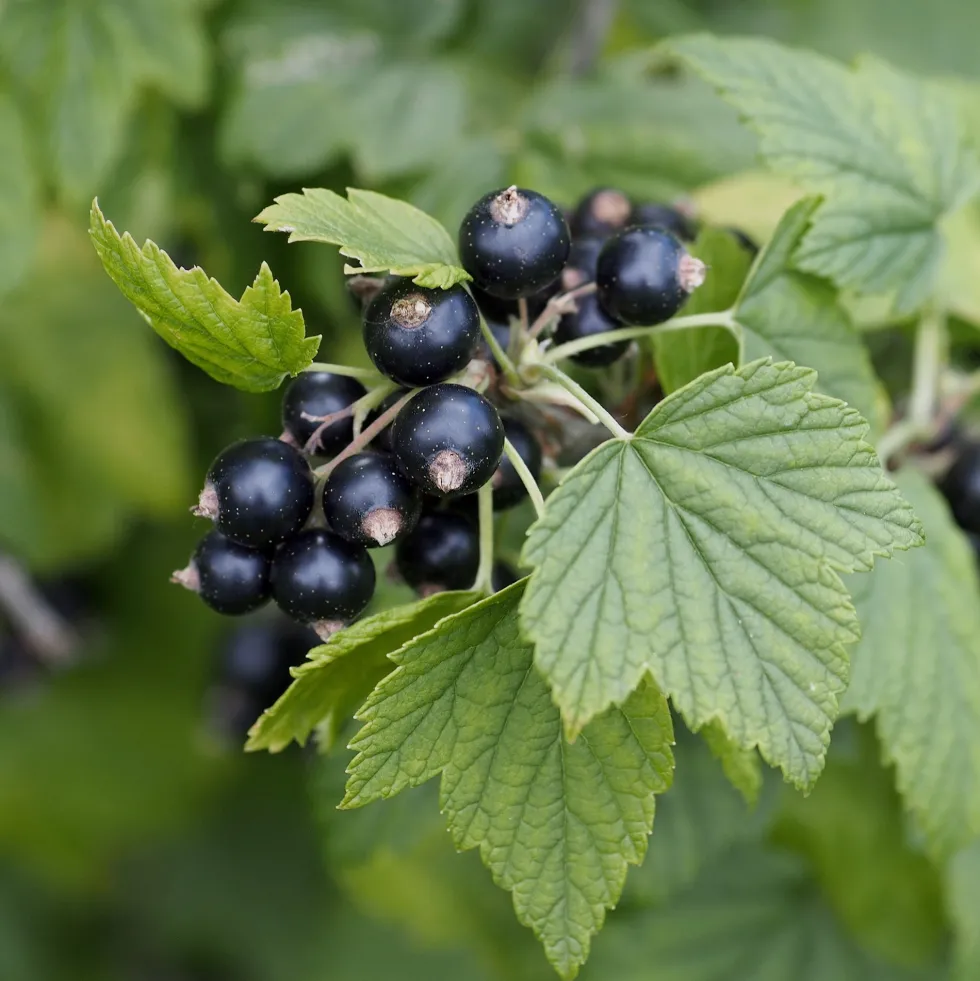 Grosellero 'Titania' (Ribes nigrum)